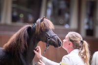 Sebastopol&#039;s Zeg Het Maar (12)